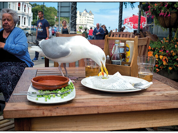 seagull