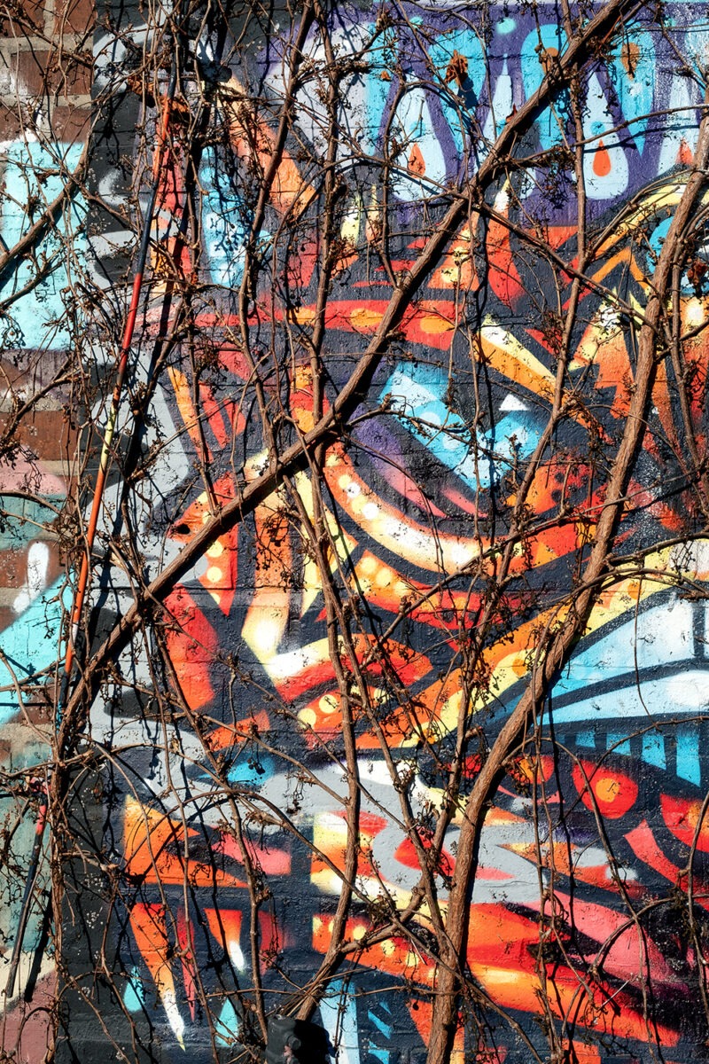 Eye of the Tree