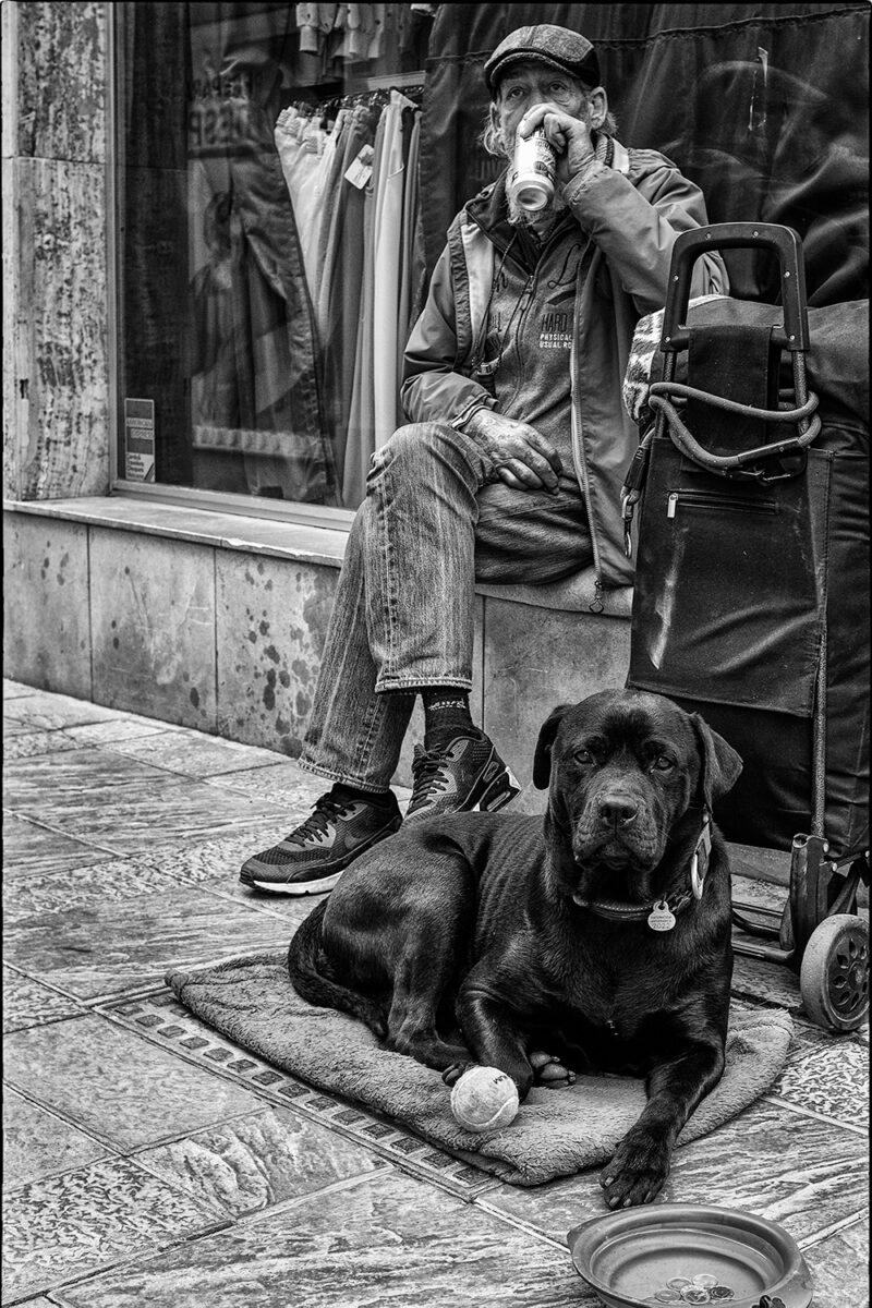 The Companion